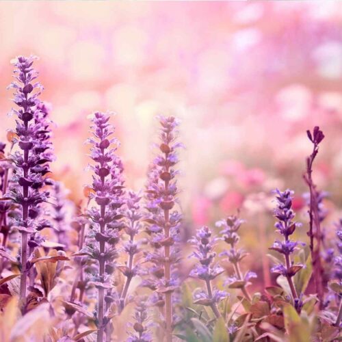 A field of lavender and pink for Flawed and Fearless motherhood blog.