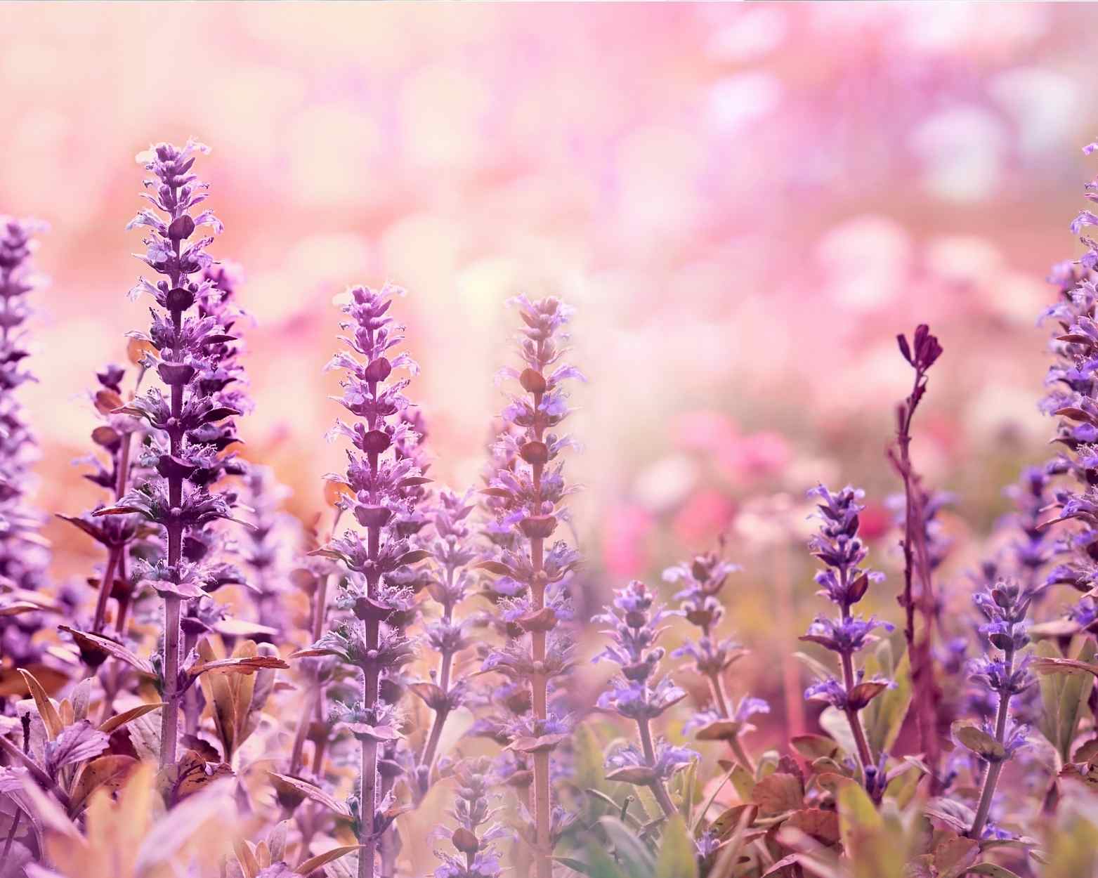 A field of lavender and pink for Flawed and Fearless motherhood blog.